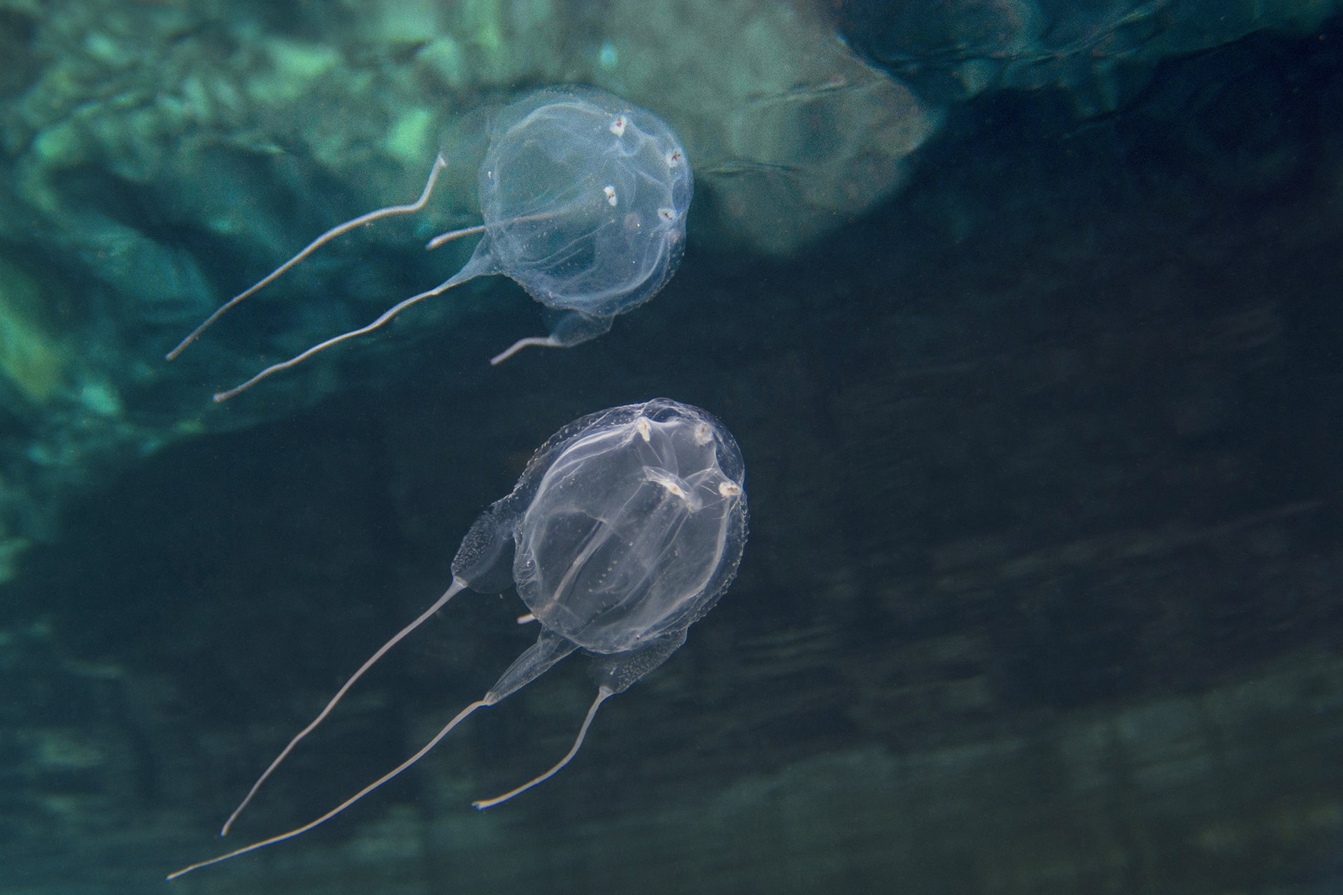 TOKSIČNA ZA LJUDE U Medulinu se pojavila mediteranska morska osa, jedina vrsta kubomeduze